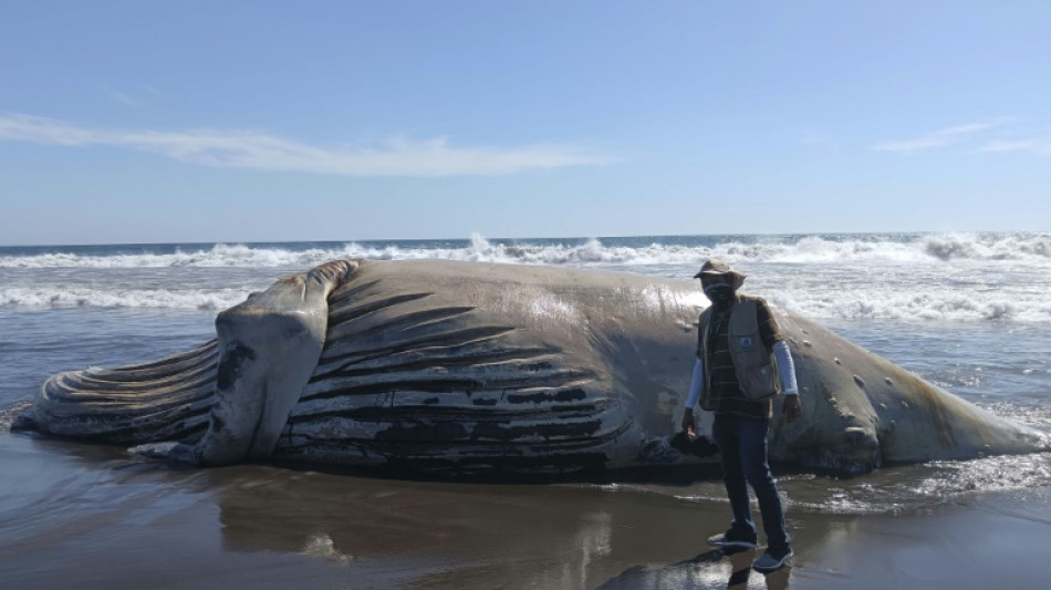 Hallan muerta una ballena de 15 metros en una playa del Pacífico de Guatemala