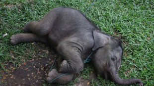 Baby elephant separated from mother rescued in Indonesia