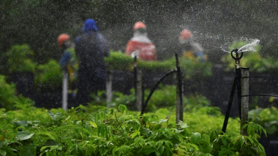 El mercado de carbono, ¿el nuevo El Dorado de la Amazonía brasileña?