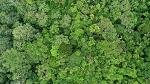 Tropical forests nearing critical temperatures thresholds