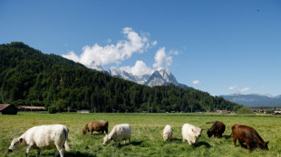 Regionalbahn erfasst Kühe nahe Münster - fünf Tiere tot