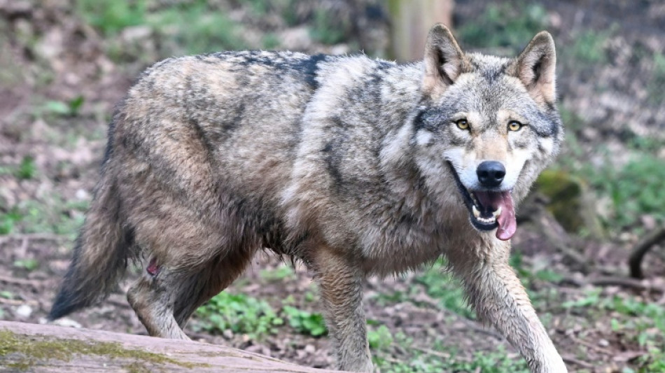 Wolfsbestand wächst weiter: In Deutschland leben rund 1600 Tiere und 209 Rudel