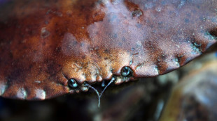 Au Royaume-Uni, un nouveau pathogène pourrait être la cause de décès massifs de crabes