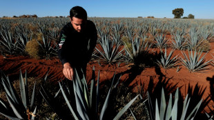 Furor tequilero pone contra la pared a productores de agave mexicanos 