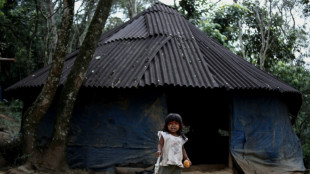 Indigenous land rights help protect Brazil's forests