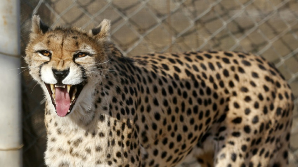 Iran fears for health of rare cheetah cub