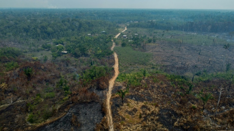 Deforestation down in Brazil's Amazon