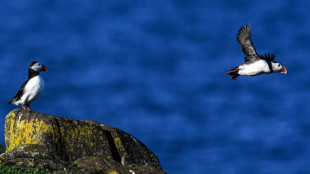 Grippe aviaire: des réserves naturelles britanniques fermées