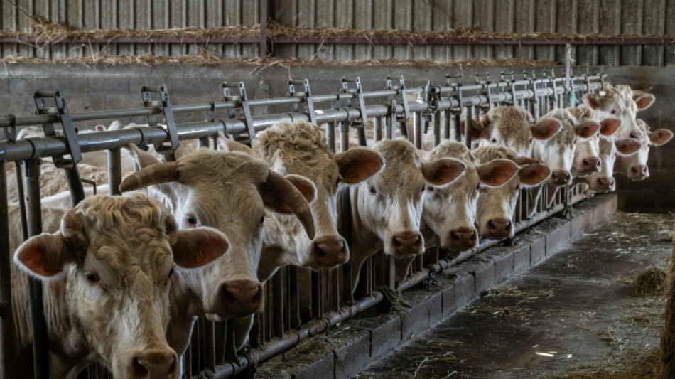 Agriculture: élever plus pour importer moins? Une "fausse route", selon le Réseau action climat