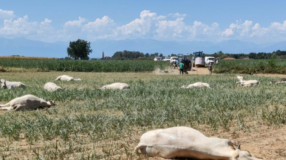 Sécheresse en Italie : des dizaines de vaches meurent empoisonnées