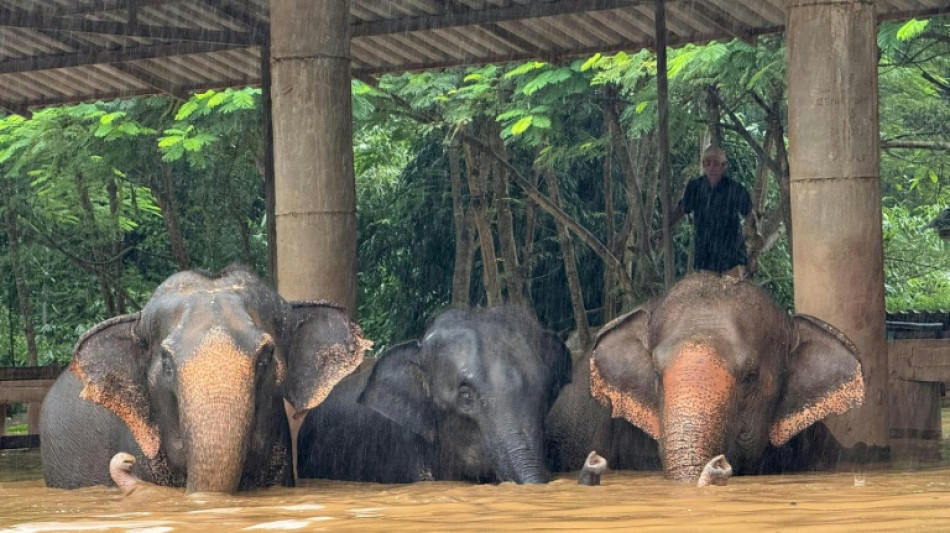 Two elephants die in flash flooding in northern Thailand