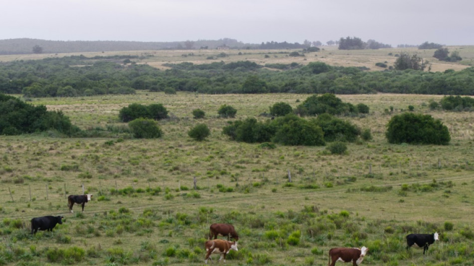 Suspeita de fraude em fundo pecuarista deixa centenas de desempregados no Uruguai