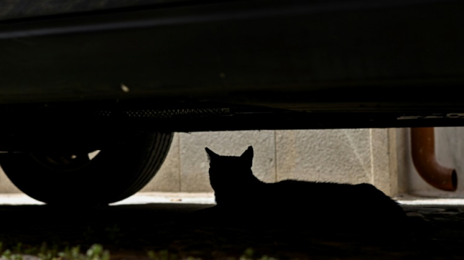 Feuerwehr befreit in Bayern feststeckende Katze aus Motorraum