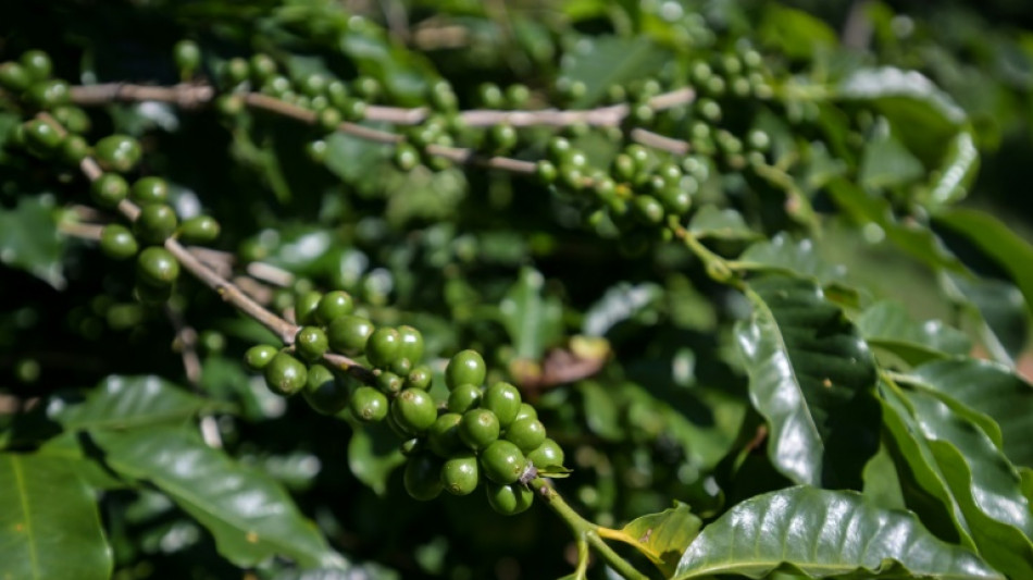 Preço do café dispara, puxado por problemas globais