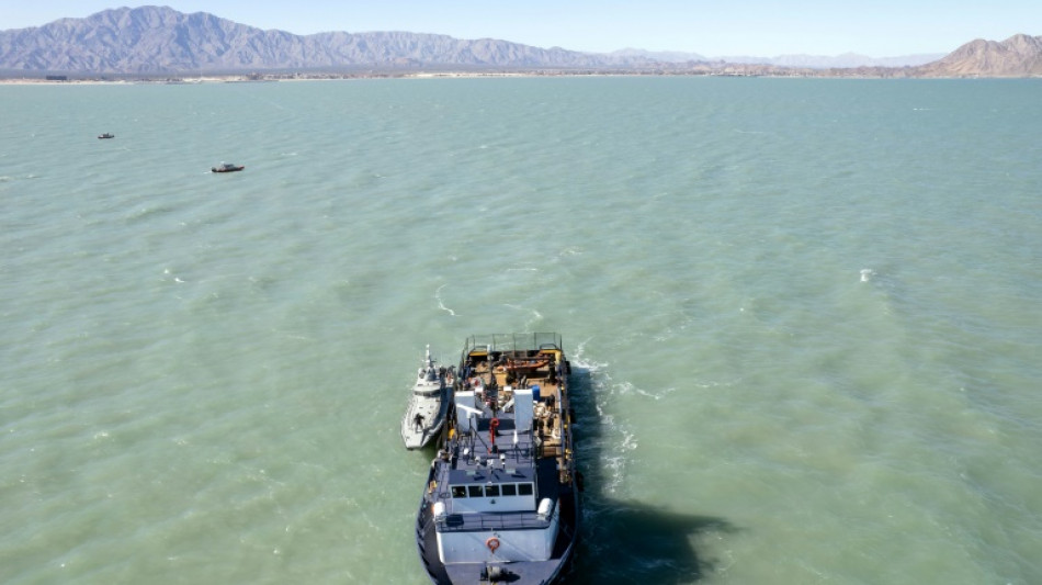 Mexique: nouvelle opération SOS marsouin du Pacifique, une espèce en danger