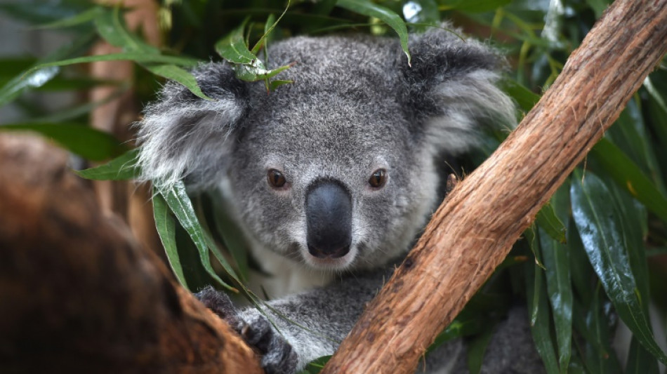 L'Australie considère les koalas "en danger"