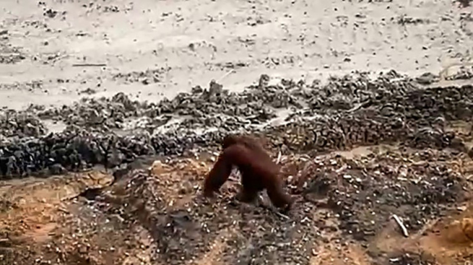 Concern as orangutan seen roaming Indonesia coal site