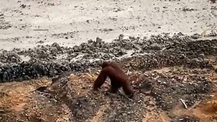 Indonésie: quand un orang-outan se perd dans une mine à ciel ouvert