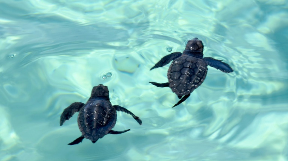 La tortuga boba demuestra cómo los animales utilizan el campo magnético como un mapa