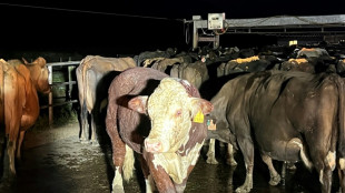 No bull: New Zealand bovine rides raging floodwaters