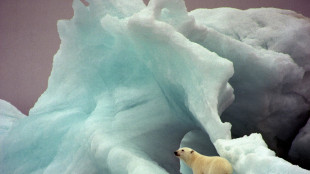 Cuccioli di orso bianco econo dalla tana in un rarissimo video