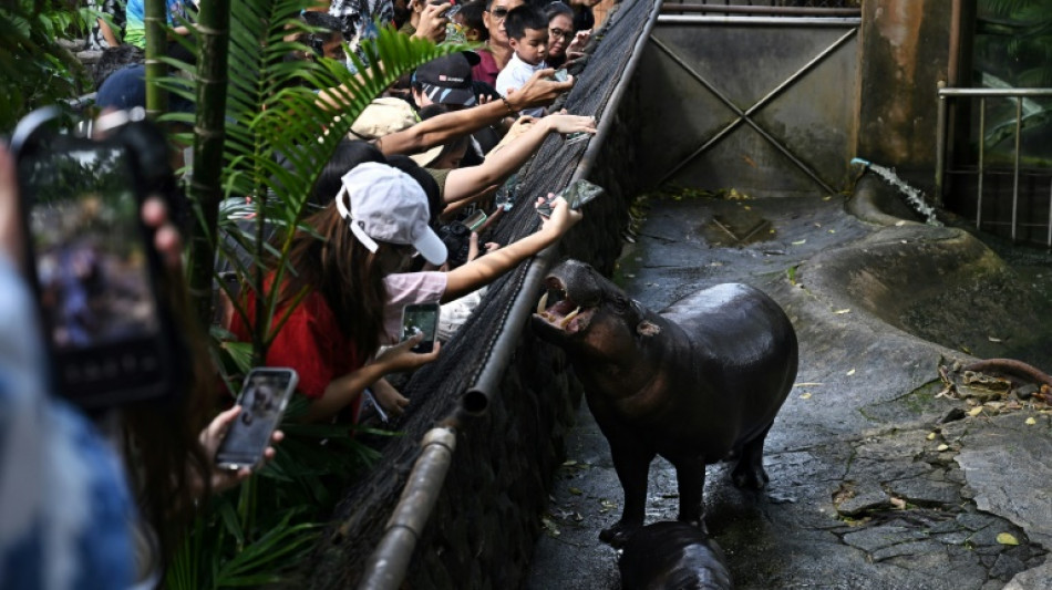 Endangered pygmy hippo goes viral from Thai zoo