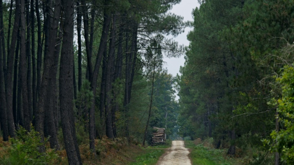 La "forêt mosaïque", une stratégie française