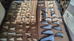 Panama seizes six tons of illegally traded shark fins