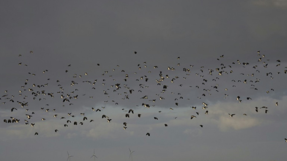 La moitié des espèces d'oiseaux en déclin dans le monde, selon BirdLife