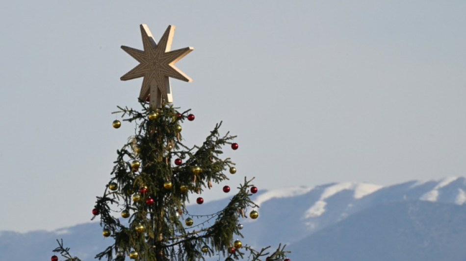 Schweden: Verzehr von Nadeln junger Weihnachtsbäume ist sicher