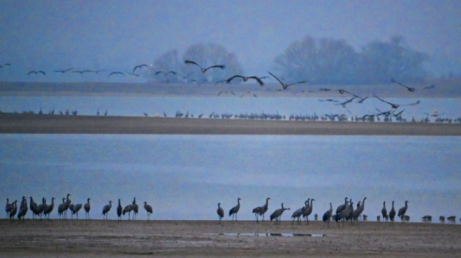 Global warming makes French reservoir a winter resort for migrating cranes