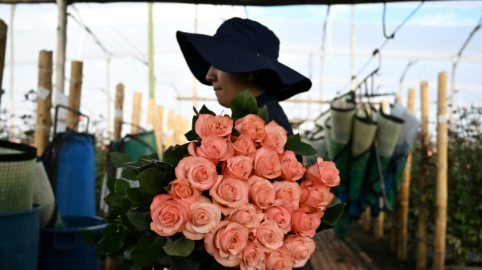 Colômbia enfeita EUA com flores enquanto produtores temem tarifas