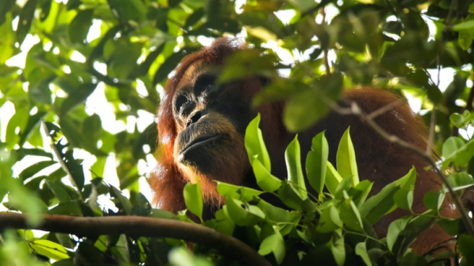 Première observation d'utilisation d'un pansement par un primate en liberté