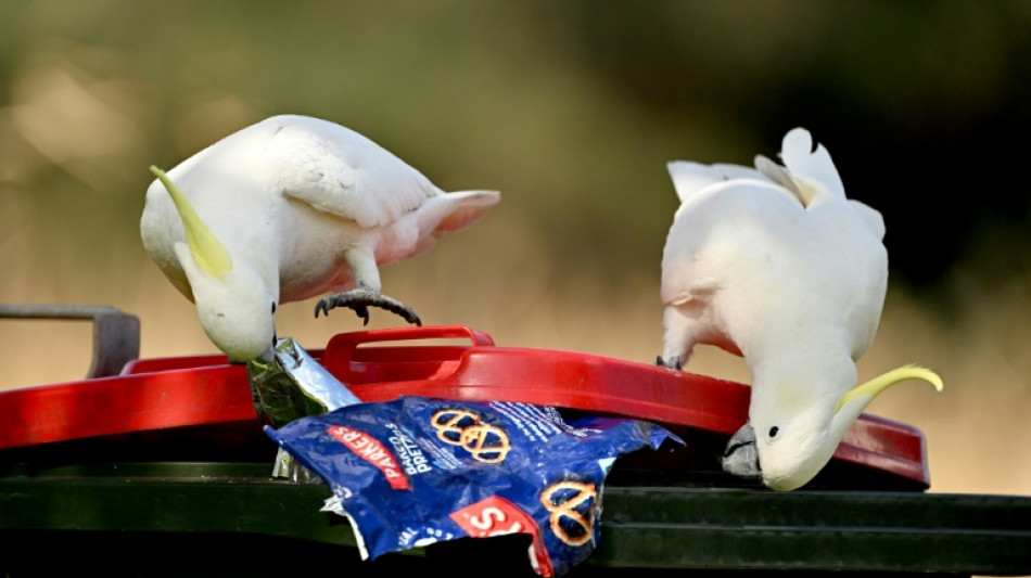 Australie: des cacatoès dans une "course à l'innovation" avec leurs voisins humains