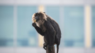 Prozess um Affendiebstahl aus Leipziger Zoo vor Landgericht Chemnitz begonnen