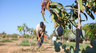 Greeks try tropical crops in climate change experiment