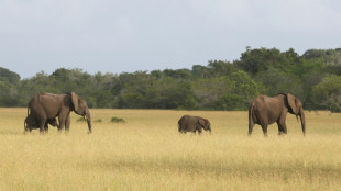 Time to put monetary value on conservation, says Gabon