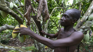 Le Nigeria veut profiter du cours élevé du cacao pour redynamiser sa production locale