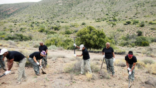 Le spekboom sud-africain, plante grasse piège à carbone