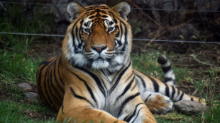 Trio of rare tiger cubs spotted in Thai national park