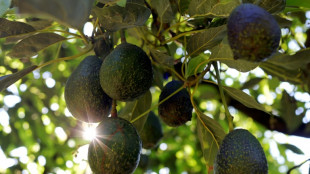 Despite Trump, Mexico avocado farmers see no end of Super Bowl demand