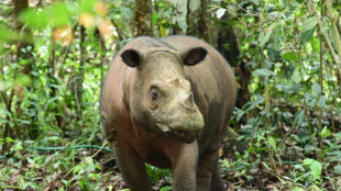 Indonésie: prison ferme pour des braconniers ayant abattu des rhinocéros pour leurs cornes