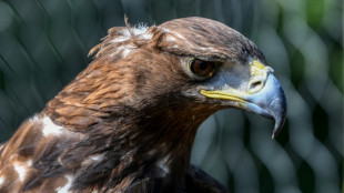 Aigle royal tué par une éolienne: décision renvoyée au 9 avril