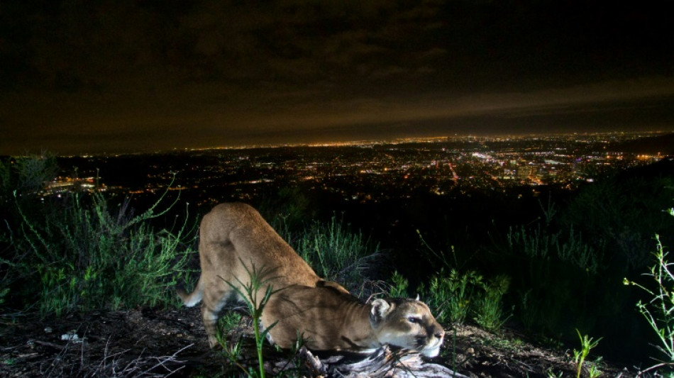 Les cougars de Los Angeles menacés par la fréquence accrue des feux de forêt