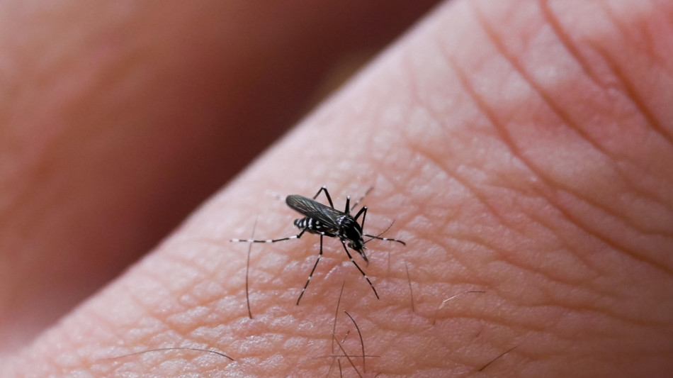 Dengue da record in America Latina,12,6 milioni di casi nel 2024