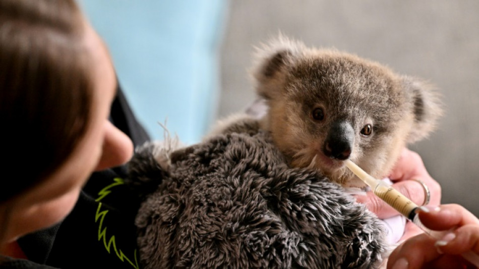 En Australie, les koalas menacés par la chlamydia et la circulation routière