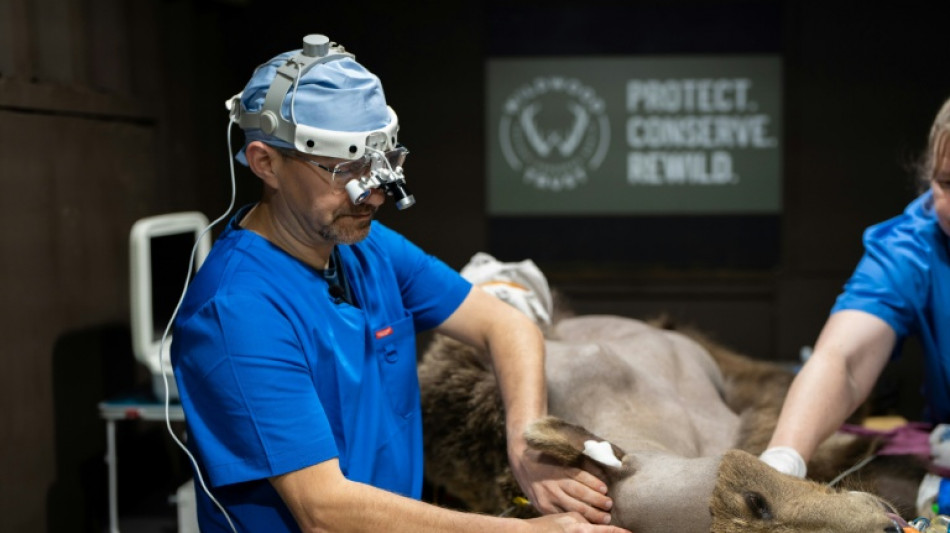 First brown bear to have brain surgery emerges from hibernation 