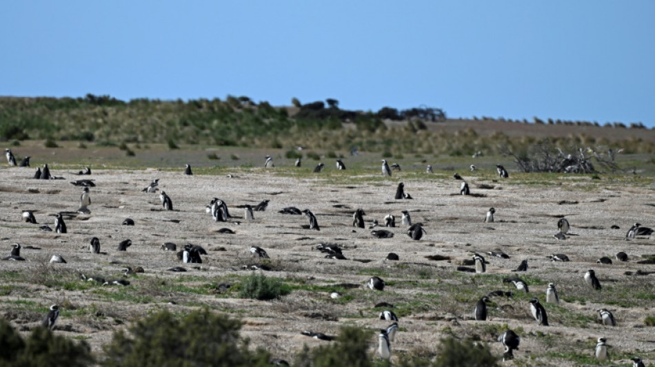 Un ganadero condenado a tres años de cárcel por la matanza de pingüinos en Argentina