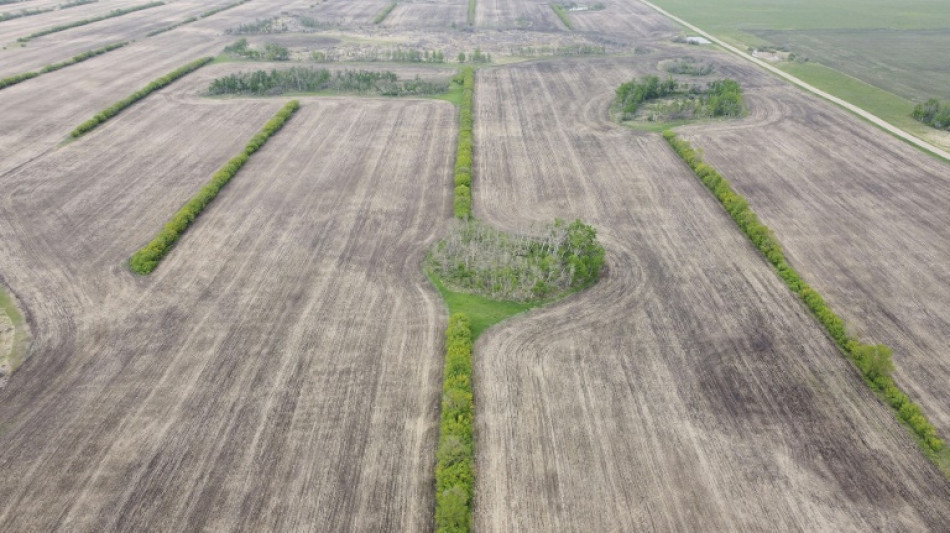 Canada canola farmers squeezed by trade wars on two fronts