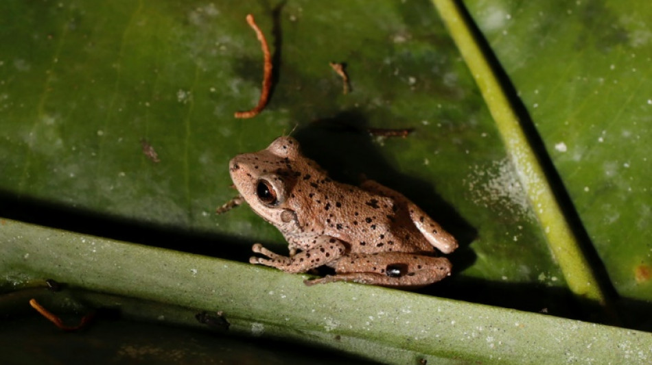 Climate change primary driver of amphibian decline: study